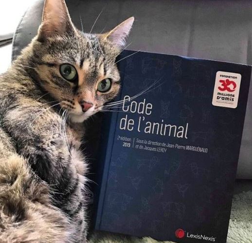Code de l'animal 2